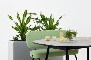 Zum Wohlfühlen: Pflanzen im Büro