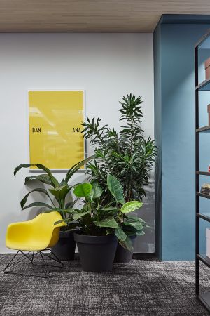 Zum Wohlfühlen: Pflanzen im Büro