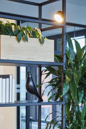 Zum Wohlfühlen: Pflanzen im Büro