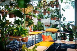 Zum Wohlfühlen: Pflanzen im Büro