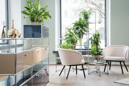 Zum Wohlfühlen: Pflanzen im Büro