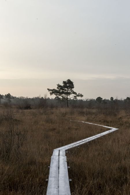 Local Wood (© Arco)