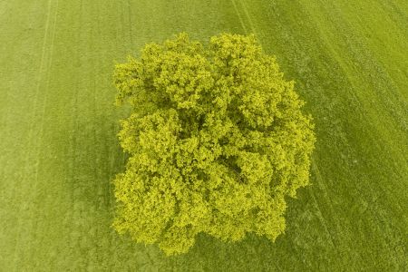Local Wood (© Arco)
