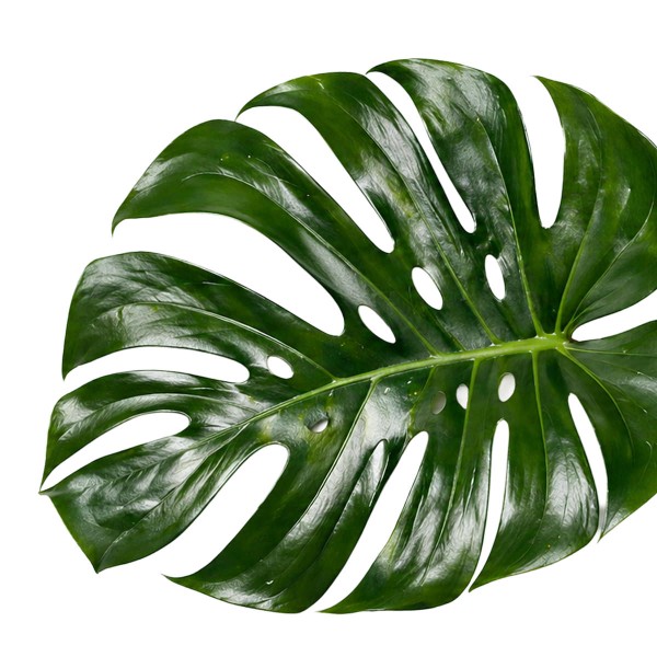 gaertner-monstera-02um-202604